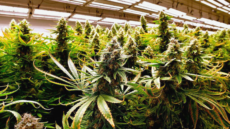 America’s marijuana industry is wilting