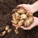 Unusual potato hack could easily clear your car windscreen