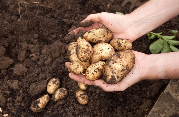 Unusual potato hack could easily clear your car windscreen