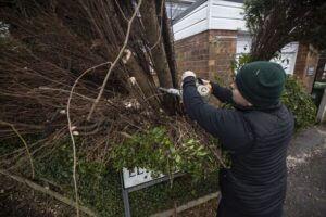 Gardeners risk £5,000 fine for cutting trees in garden