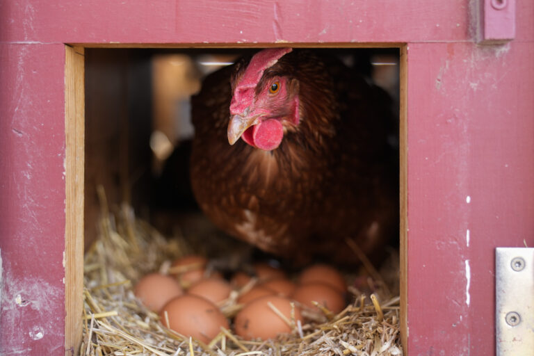 Why the U.S. Doesn’t Vaccinate Poultry Against Bird Flu