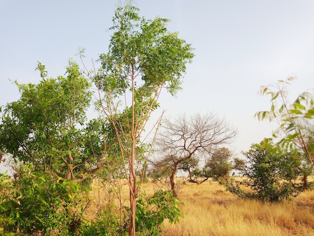 Trees planted in Garbadu village, Zamfura State. Credit: Promise Eze/IPS