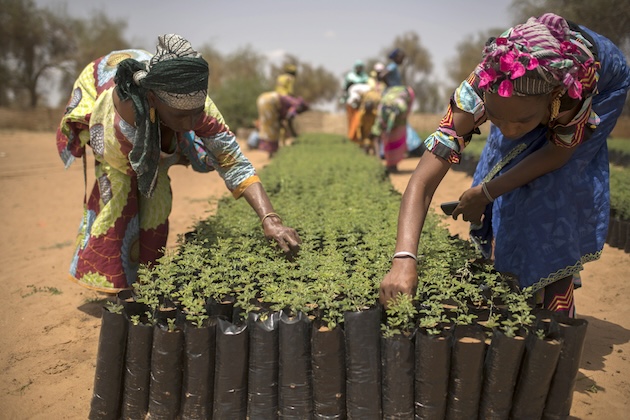 Senegalese villagers working in a tree nursery forming part of the Great Green Wall. Photo: FAO/Benedicte Kurzen/NOOR