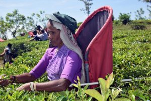 Tea’s Future Depends on Its Farmers