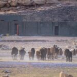 The humiliation of finding secret Israeli bases in Iraq