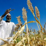 Armed Conflict, Funding Cuts and Supply Chain Pressures Deepen Global Hunger Risks