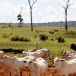 Billions Lost as Secret Financial Networks Fuel Forest Destruction in Brazil and Cameroon