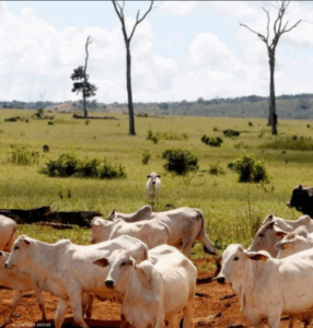 Billions Lost as Secret Financial Networks Fuel Forest Destruction in Brazil and Cameroon