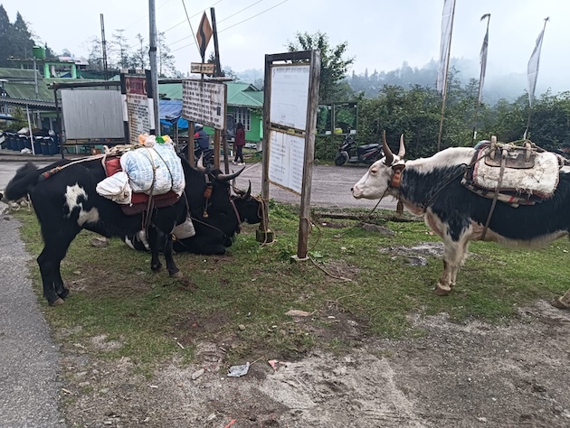 Nedup Bhutia's dzo loaded with trekking supplies at the Yuksom trailhead, West Sikkim, ready for the Goechala trek into Khangchendzonga National Park. Credit: Diwash Gahatraj/IPS
