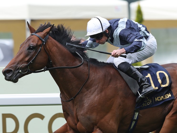 Bay racehorse with jockey in blue and white silks, number 10, galloping on a track during a horse race.