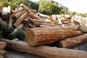 If the UN COP17 Is Serious About Biodiversity, It Needs to Follow the Money