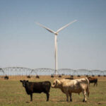 Trump Admin Just Effectively Killed a Popular Renewable Energy Program