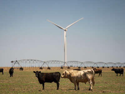 Trump Admin Just Effectively Killed a Popular Renewable Energy Program